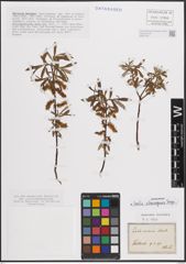 Foto von Salix eleagnos Scop.